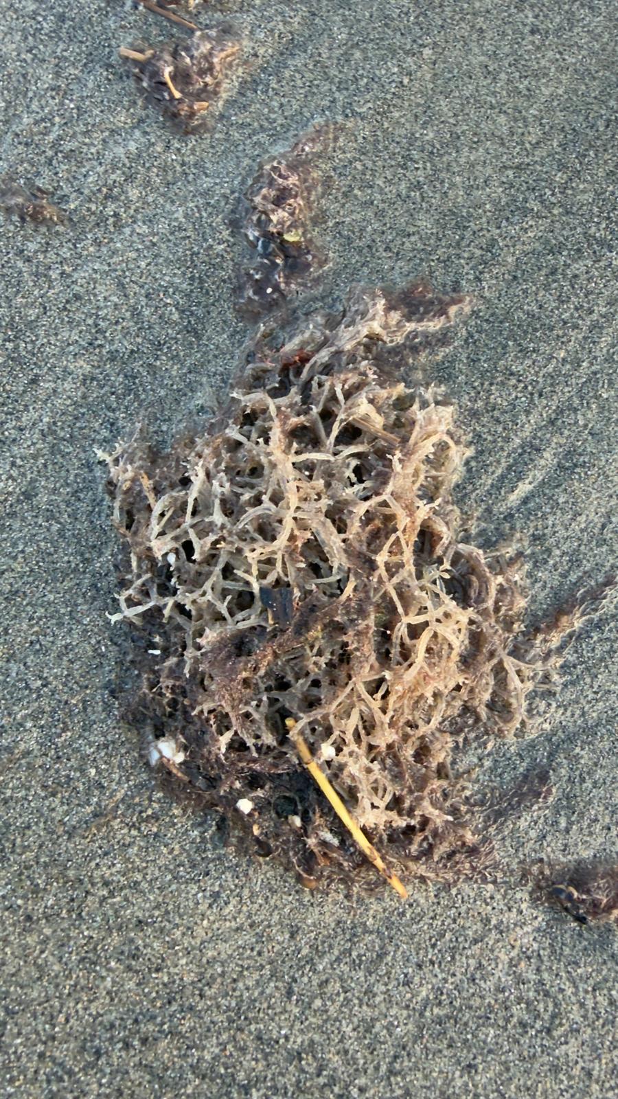 L''alieno trasparente delle nostre coste: l''Amathia verticillata